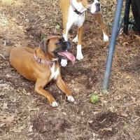 Piper&Bailey