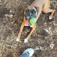 Piper_01